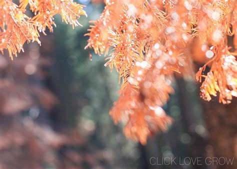 It's most noticeable in how specular highlights and point lights are rendered, but it's present everywhere. Bokeh Japanese Meaning Asli Video Bokeh Museum / Bokeh ...