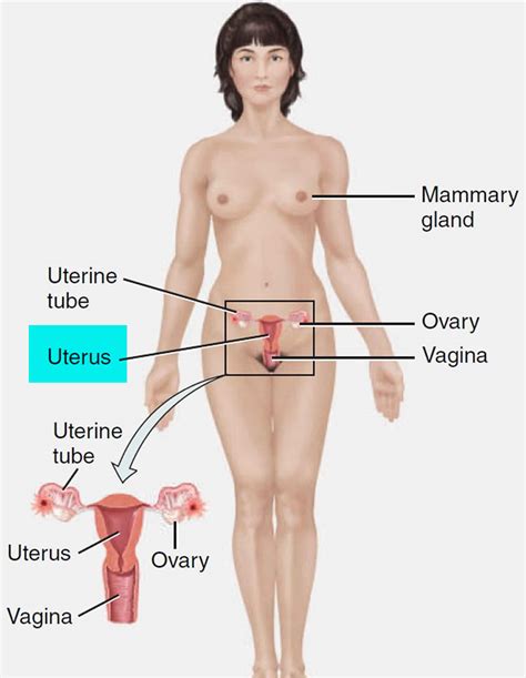 The two kidneys lie on each side of the spine in the lower part of the back. Imperforate hymen causes, symptoms, treatment, imperforate hymen surgery