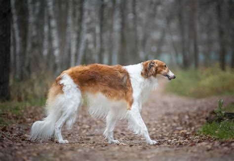 Borzoi, the russian wolfhound, is the most aristocratic russian dog breed. Borzoi | Honden | Rasinformatie | Omlet
