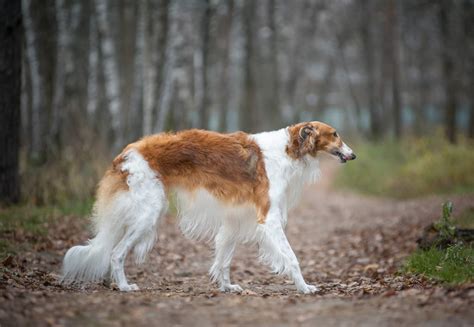 No population of living organisms is free of disease, genetic or otherwise, so it is important to realize, as you scan through these pages, that the fact health problems are discussed does not mean the borzoi is an unhealthy breed. Borzoi | Honden | Rasinformatie | Omlet