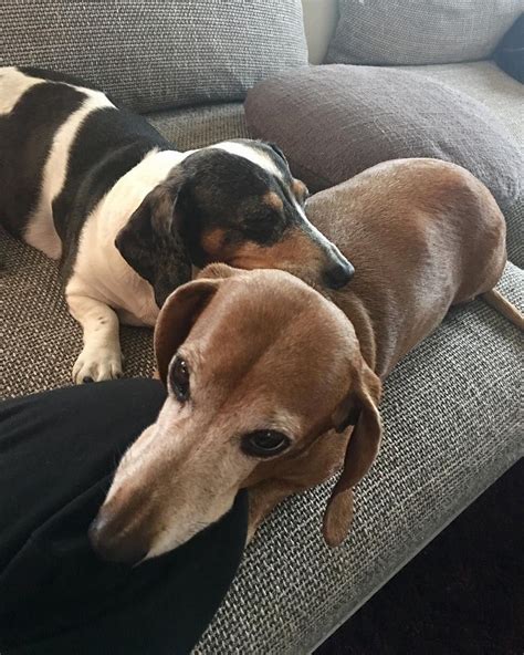 When i adopted bella, i rescued her but she rescued me right back! Pin by Fanny Mae on Doxies | Dachshund, Dachshund rescue ...