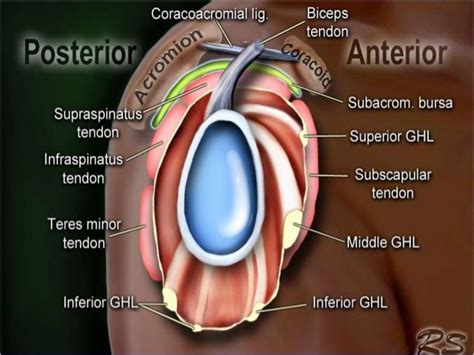 Posterior to the scapula and inferior to the scapular spine, the infraspinatus tendon inserts on the middle facet of the greater tuberosity, overlapping the posterior aspect of the supraspinatus tendon. Pin on radiology