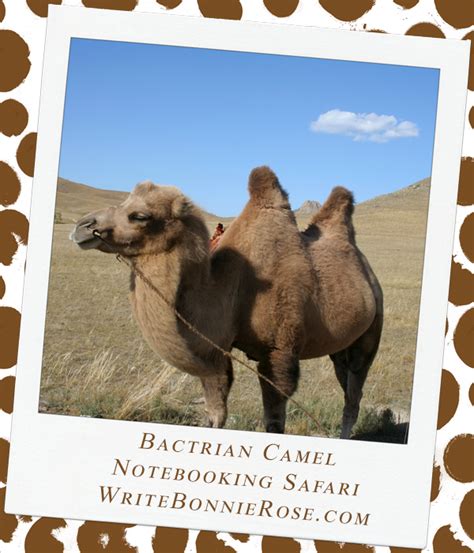 How does this involve comet ping pong? Notebooking Safari-China and the Bactrian Camel ...