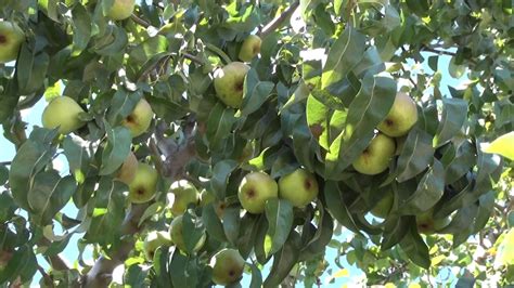 Maybe you would like to learn more about one of these? D'Anjou Pear 8-7-2016 - Home Gardening - YouTube