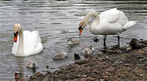 Swans can fly as fast as 60 miles per hour! Dougie Coull Photography: Swans with Cygnets