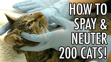 The decision to spay or neuter your cat will be one of the biggest decisions you make regarding your cat's health and welfare as well as the welfare don't assume just because your cat lives exclusively indoors he won't contribute to overpopulation or endure any of the suffering associated with life. How To Spay & Neuter 200+ Feral Cats! - YouTube