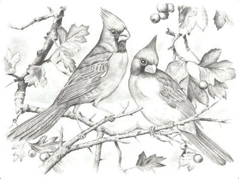 Cardinal and peony indiana flower and bird northern cardinal birds. 550x412 Cardinal Coloring Pages Cardinal Coloring Pages ...