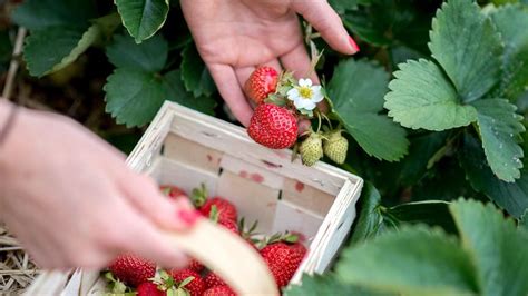 Wer im herbst zu spät seine pflanzen setzt, geht zudem das risiko ein, dass die erdbeerpflanzen im boden verfaulen. Erdbeeren pflanzen: Was eignet sich besser - Frühjahr oder ...