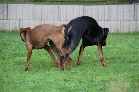 Ich sagte zu ihm so was brauch ich nicht,sowas machen die hunde alleine. pinschervomzauberwald, Deutsche Pinscher - Hundezucht