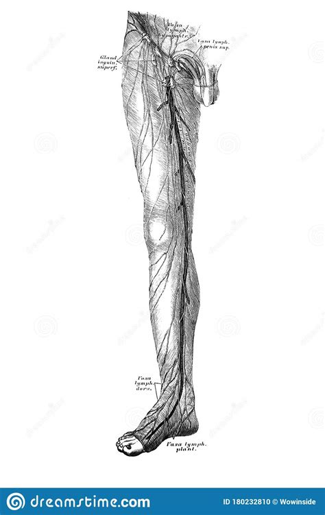 So ist das lymphsystem aufgebaut. The Illustration Of Veins And Lymph Nodes On Leg In The Old Book Die Anatomie Des Menschen, By C ...