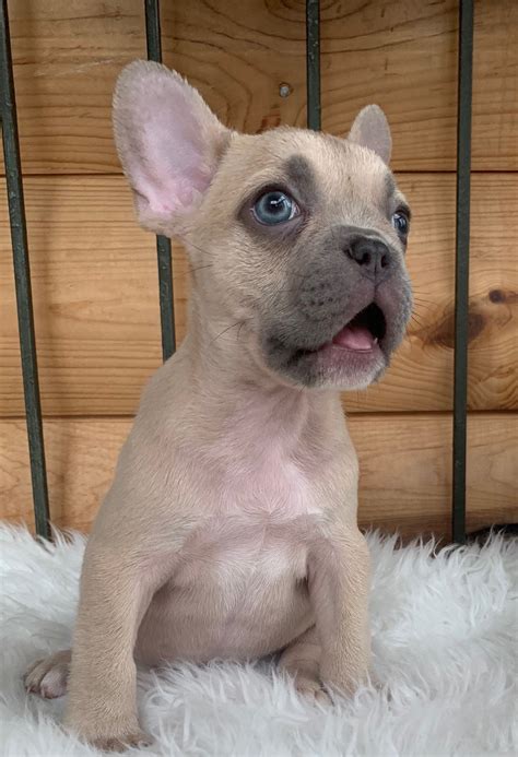 French bulldogs puppies in colorado and missouri. Lilac Fawn French Bulldog Male: Konan-SOLD - The French ...