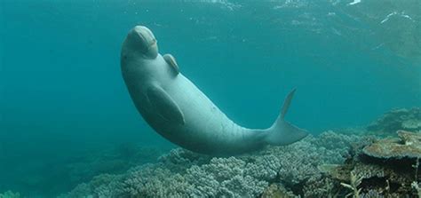 Dugong, (dugong dugon), a marine mammal inhabiting the warm coastal waters of the indian and pacific oceans that feeds on seagrasses and is similar to the american manatee. Improving historical estimates of abundance and ...