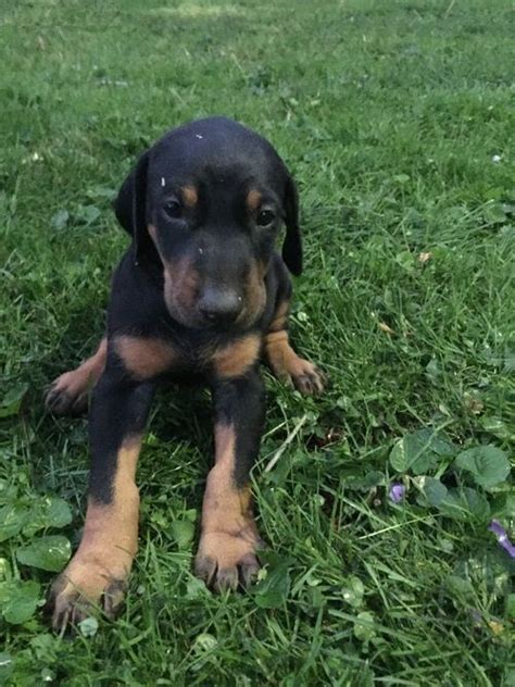 However free doberman pinschers are a rarity as rescues usually charge a small adoption fee to cover their expenses ($100 to $200). Doberman Pinscher Puppies For Sale | Fresno, CA #225674