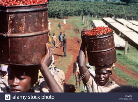 The amount they process and consume is under their control. On a Kenya coffee plantation outside Nairobi women carry ...