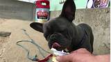 Unlike other bulldog breeds, the french bulldog has large 'bat ears' (a term used as a nickname for the cream (nbs). French Bulldog Dylan loves ice cream - YouTube