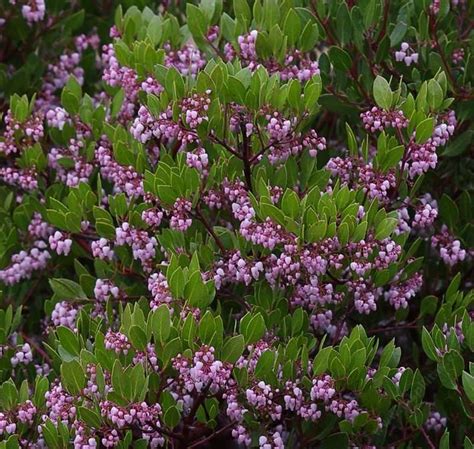 Best flowering ground cover for southern california. Arctostaphylos densiflora Harmony Manzanita, Harmony ...