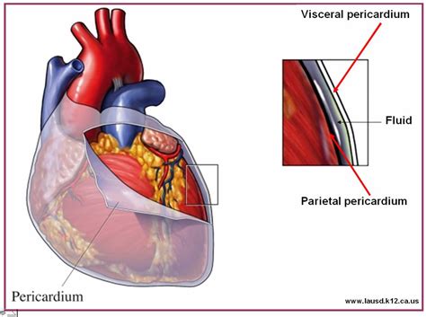 Maybe you would like to learn more about one of these? Pleural Mesothelioma Radiology