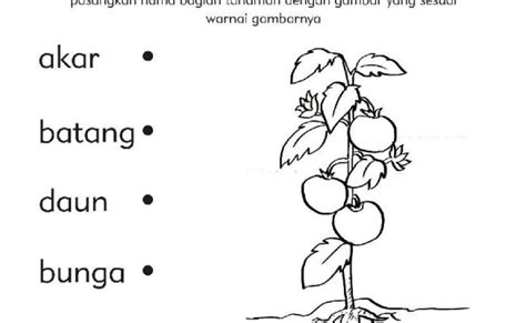 Ibu pasien punya riwayat mendapat pengobatan rutin karena batuk lama. Download Latihan Soal Anak Tk - Doc Soal Uji Kopentisi ...