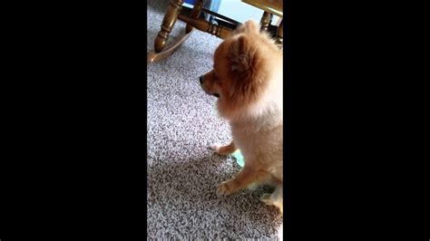 Follow roux's adventures on instagram and twitter @roux_pomjukin media verified (original). Pomeranian Reverse Sneezing - Caused By Medication? - YouTube