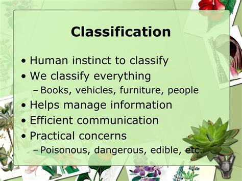Except botany likes to disagree. PPT - Plant Classification Basics PowerPoint Presentation ...