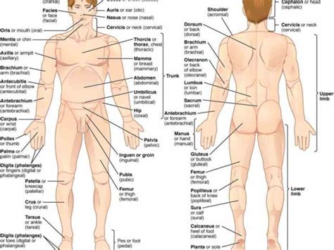 Imagine you are standing straight up, eyes and this was very helpful and the drawings helped a lot! at or near front of body view posterior learn Anterior ...