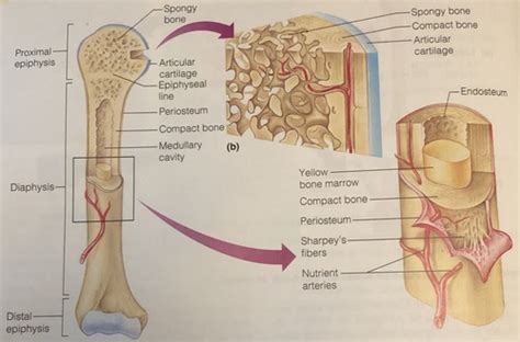 Structure of long bones dra. Long Bone Labeled Quizlet : Module 3 Long Bone Diagram ...