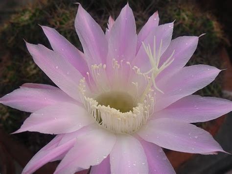 What does a cactus do? FLOWERS ENCYCLOPAEDIA: cactus flowers