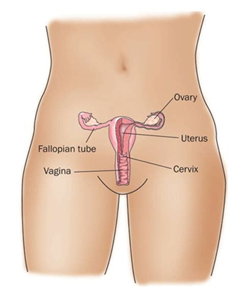 Find the perfect female body diagram stock illustrations from getty images. Picture Of Uterus Fallopian Tubes And Ovaries - picture of