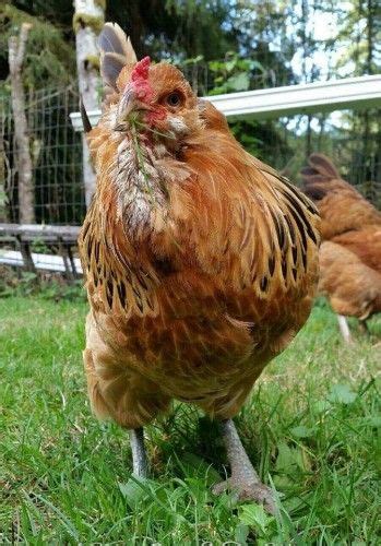 Pros And Cons Of Free Range Poultry | Urban chickens ...
