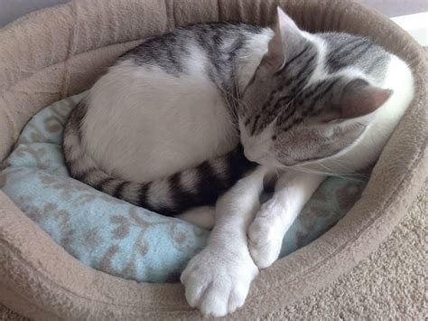 What to Do When Your Cat Gets Stung by a Bee - Love Meow