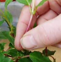 Simple video to show you 'how to take and start fuchsia cuttings' How to take Fuchsia Cuttings