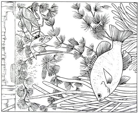 One fish, two fish coloring pages are from the book on fish, two fish, red fish, blue fish written by dr. Bluegill fish animal coloring book page printable (With ...