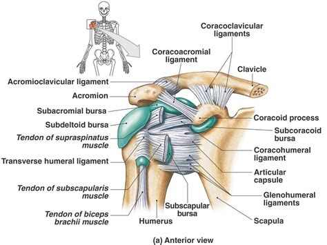 Human anatomy diagrams show internal organs, cells, systems, conditions, symptoms and sickness information and/or tips for healthy living. Anterior Shoulder Muscles Diagram - Extrinsic Muscles Of The Shoulder Geeky Medics - moi-lifey