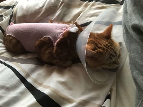 猫の避妊手術後、エリザベスカラーはいつまで着けるべきなの ...