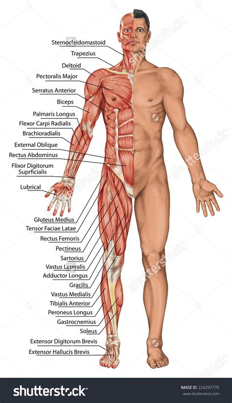 The body is the middle portion. Picture Of Male Anatomy Anatomical Board Male Anatomy ...