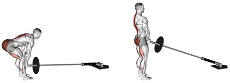 Romanian deadlifts are easy to load and program, and if you perform them correctly, they're also perfectly safe (which you'll learn how to do in this article). Landmine Romanian Deadlift