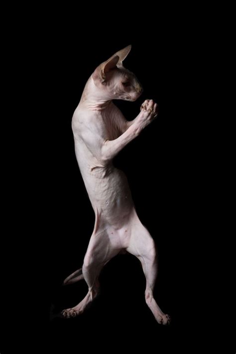 Best friends lifesaving center in los angeles. Sphynx Cats — ALICIA RIUS PHOTOGRAPHY - Dog & Cat ...