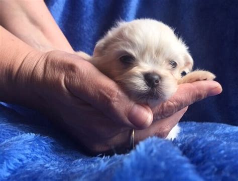 We bring designer teacup puppies to you at a more affordable pricing as compared to most famous teacup stores out there. Stunning Pekingese white cream puppies small lap dog teacup puppy adorable like teddy bears | in ...