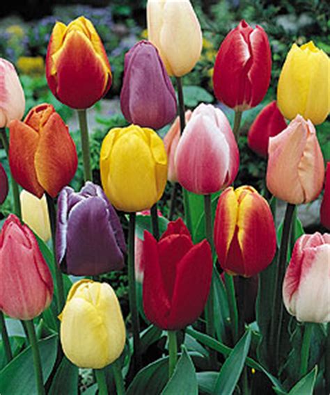 Shop latest spring flowering plants online from our range of home & garden at au.dhgate.com, free and fast delivery to australia. Bulbs Direct - flowering bulbs - Australia wide mail order ...