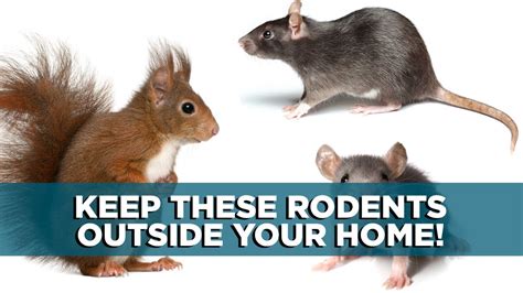 It would be really helpful to people if you would post down below what has (and hasn't) worked for you with keeping squirrels out of the garden. How to Keep Mice, Rats and Squirrels Out of Your Home ...