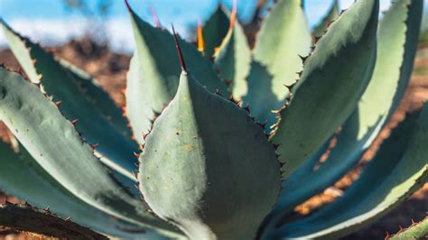 There are the large, stiff specimens that can grow to 10 feet or more. Agave maximiliana - Mezcologia