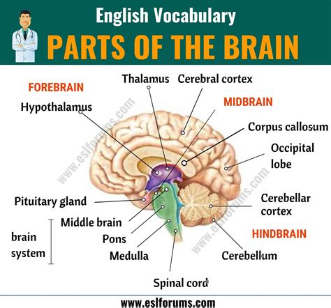 Transmission control module in automatic transmissions: Parts of the Brain: Different Parts of Brain and Their ...