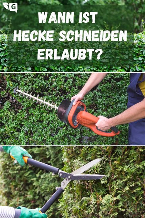 Februar dürfen sie ihre hecken im garten schneiden. Hecke schneiden: wann erlaubt, wann verboten ...