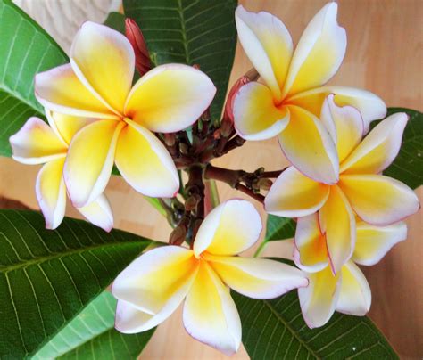 The species variously are endemic to mexico, central america and the caribbean, and as far south as brazil and north as florida. Plumeria rubra California Sunset | Natur