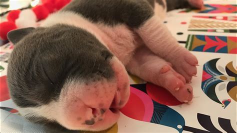 Our bully puppies are in high demand and are reserved before birth, usually months beforehand, so if you are interested in purchasing a puppy check out our breeding pairs page for upcoming availability. American bully puppies for sale - YouTube