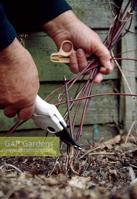 We did not find results for: GAP Gardens - Pruning Clematis 'Arabella'. Prune these ...