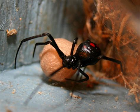 Black widow spider control, how to get rid of and kill black widow spiders, do it yourself pest control black widow spiders are considered venomous spiders in north america. Black Widow with egg sack 3000x2400 OC : MacroPorn