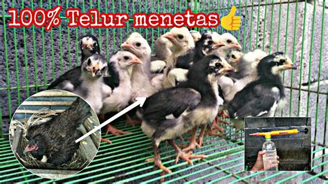 Bahkan saat ini telah menjadi peluang yang cukup bagus untuk dikembangbiakan. Cara mengatasi telur ayam gagal menetas - YouTube