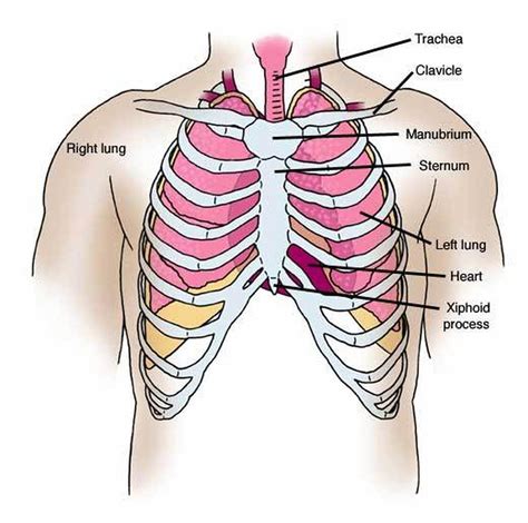 Learn about each muscle, their locations & functional anatomy. Pictures Of Chest