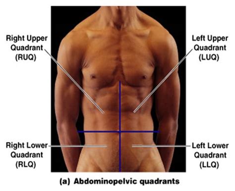 There are quadrants,axis ,and origin. Anatomy and Physiology I Coursework: Four Abdominopelvic ...